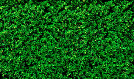 Green leaves wall background, natural wall texture concept.