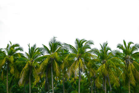 Coconut trees isolated on white backgroundの写真素材