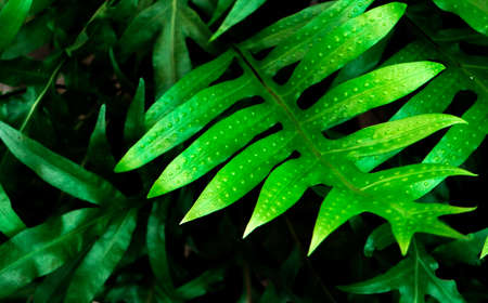 Tropical Green fern leaves on the shadow and darkness background, with selective focus.の写真素材