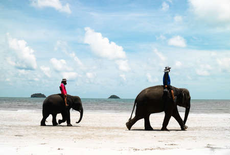 Trat province,Thailand 7August 2019:The mans bring two elephants to pick up the tourist for watching around the Chang islandのeditorial素材