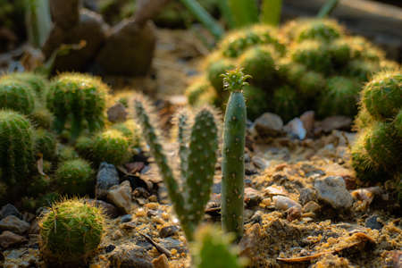 Close-up group of cactus in the garden, home decoration plants, selective focusing on foreground.の写真素材