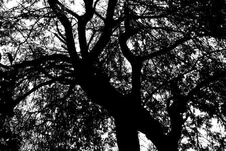Big tree and branch silhouette for background