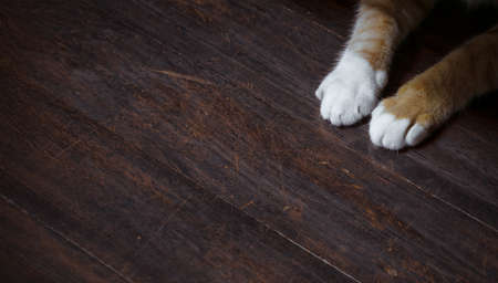 Cat paws put on the wooden floor, empty space for copy, selective focusing.の写真素材