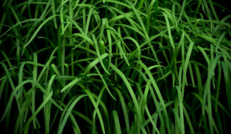 Close up Chinese chives vegetable grow up in dark shadow, Chinese food ingredient, Nature abstract...