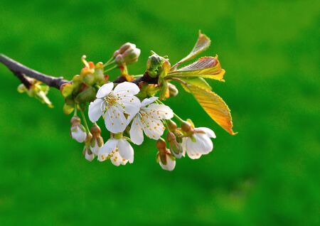 Spring