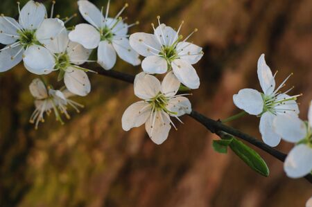 Spring