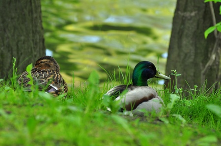 mallard duckの写真素材