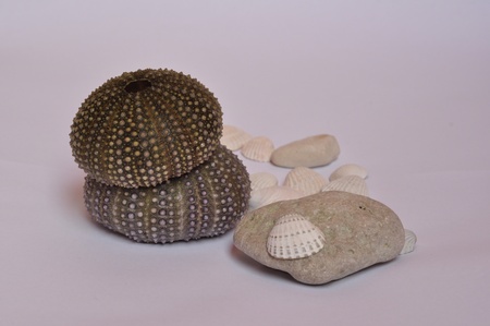 Urchin and stone whiteの写真素材