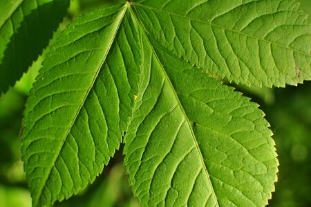 Leaf