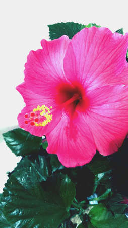 Pink Flowerの素材