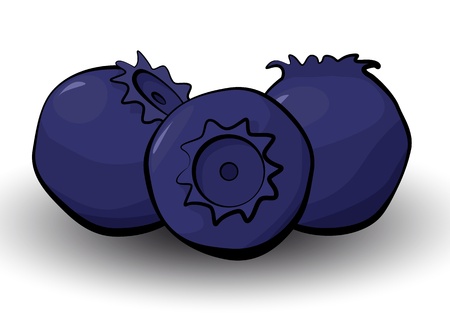 Three blueberries isolated on whiteのイラスト素材