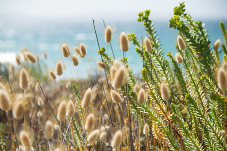 Spring Coastlineの写真素材