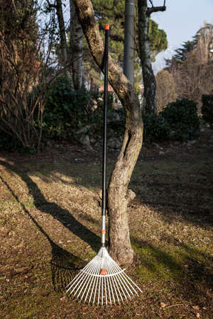 A rake leaning against a tree at sunsetの写真素材