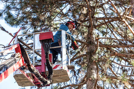 Tree pruning by a man with a chainsaw, standing on a mechanical platform, on high altitude between the branches of austrian pines. Cutting unnecessary branches of the treeの写真素材