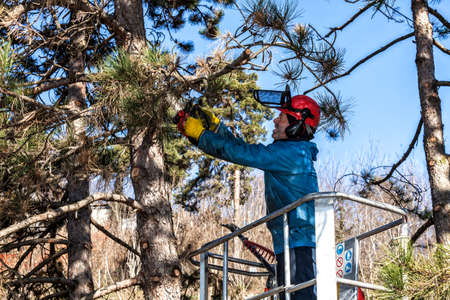 Tree pruning by a man with a chainsaw, standing on a mechanical platform, on high altitude between the branches of austrian pines. Cutting unnecessary branches of the treeの写真素材