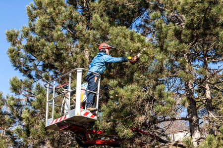Tree pruning by a man with a chainsaw, standing on a mechanical platform, on high altitude between the branches of austrian pines. Cutting unnecessary branches of the treeの写真素材