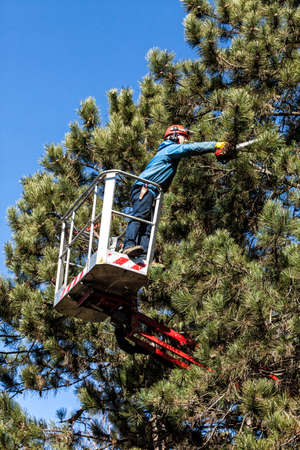 Tree pruning by a man with a chainsaw, standing on a mechanical platform, on high altitude between the branches of austrian pines. Cutting unnecessary branches of the treeの写真素材