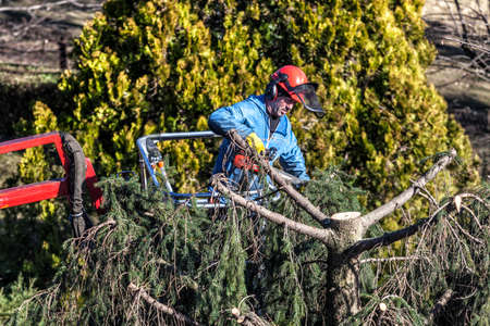 Tree pruning by a man with a chainsaw, standing on a mechanical platform, on high altitude between the branches of a fir. Cutting unnecessary branches of the treeの写真素材