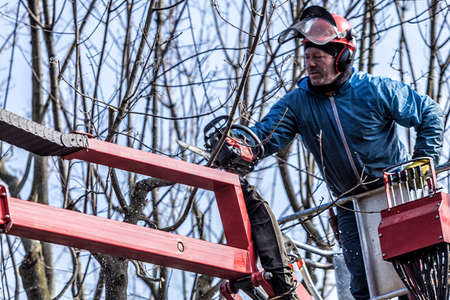 Dry pruning of trees  by a man with a chainsaw, standing on a mechanical platformの写真素材