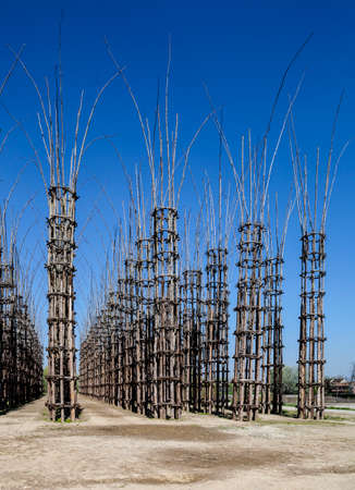 The Vegetable Cathedral in Lodi, Italy, made up 108 wooden columns among which an oak tree has been planted. Over the years it will give the sense of a gothic cathedralの写真素材