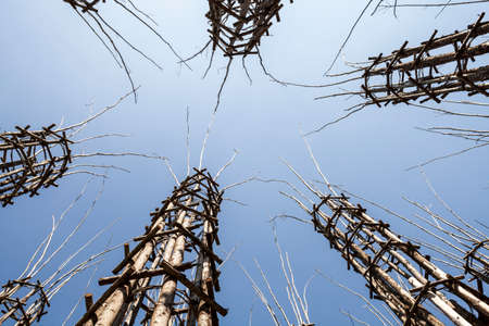 The Vegetable Cathedral in Lodi, Italy, made up 108 wooden columns among which an oak tree has been planted. Over the years it will give the sense of a gothic cathedral. The sky as the ceilingの写真素材