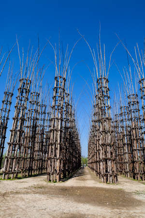 The Vegetable Cathedral in Lodi, Italy, made up 108 wooden columns among which an oak tree has been planted. Over the years it will give the sense of a gothic cathedralの写真素材