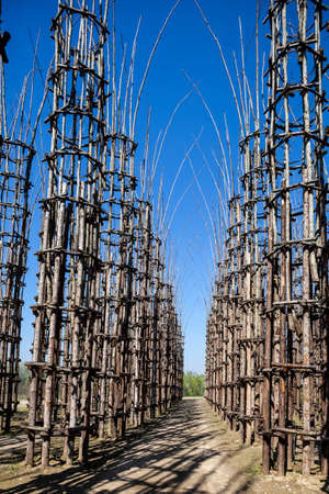 The Vegetable Cathedral in Lodi, Italy, made up 108 wooden columns among which an oak tree has been planted. Over the years it will give the sense of a gothic cathedral. The sky as the ceilingの写真素材