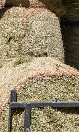 A cat sitting on hay balesの写真素材