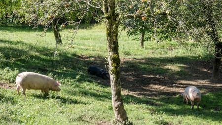 Pigs eating under a treeの写真素材