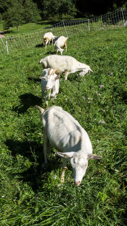 Three goats eating  grass in the farmの写真素材