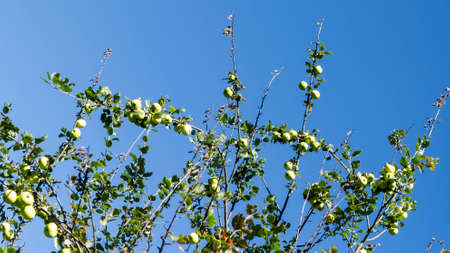 Green apples on a tree. Apple treeの写真素材