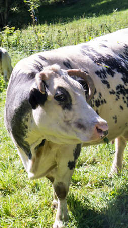  Caw on the grass fieldsの写真素材