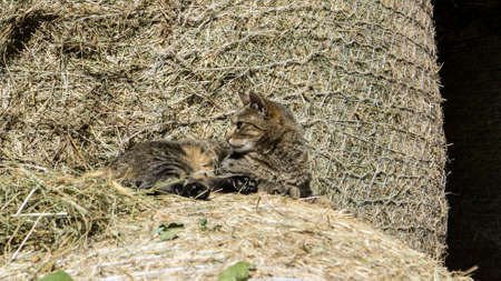 A cat sitting on hay balesの写真素材