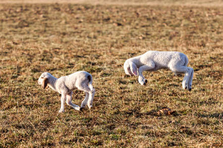 Two white lambs running and jumpingの写真素材