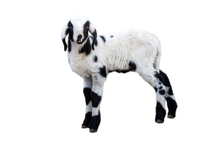 A black and white lamb isolated on white backgroundの写真素材