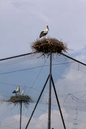 Stork nests on a large aviaryの写真素材