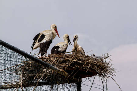 A family of storks in the nest over a big aviaryの写真素材