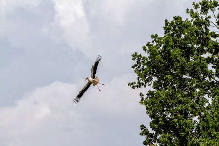 Stork in the skyの写真素材