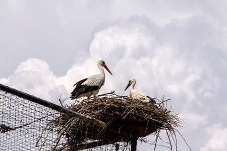 Storks in the nest over a big aviary