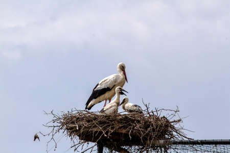 White stork nest, stork babies in the nestの写真素材