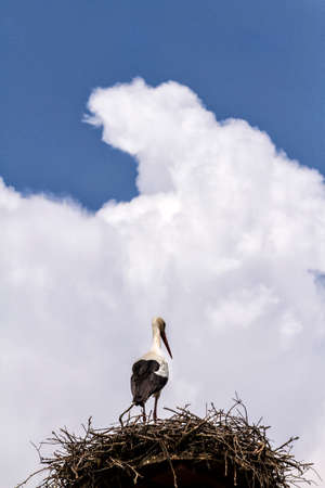 Isolated stork in a nest against the blue and cloudy skyの写真素材