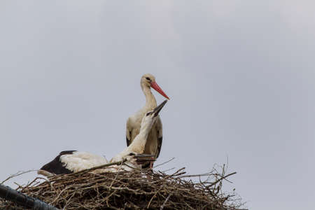 Stork with young storks in the nest for feedingの写真素材