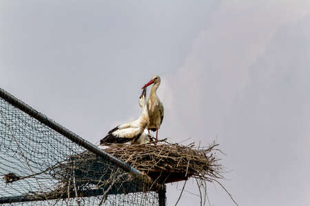 European white storks (Ciconia ciconia) in the nestの写真素材