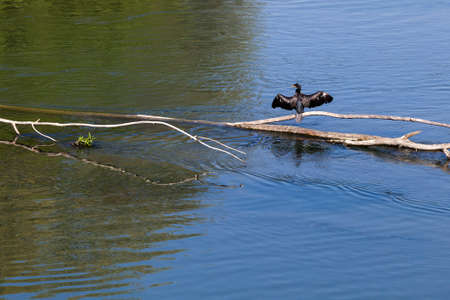 Black cormorant lets its wings dry in the sun. Adda river, Lodi, northern Italyの写真素材