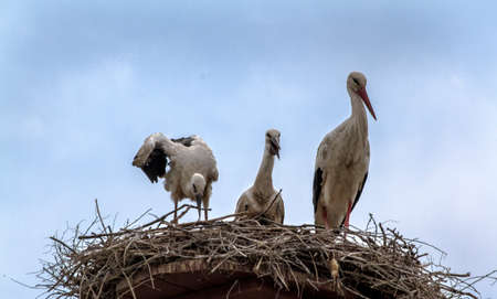 A family of storks in the nestの写真素材