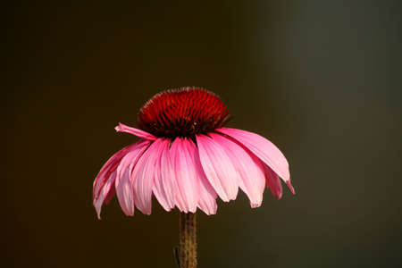 \r\nPurple cone flower with shallow depth of field.