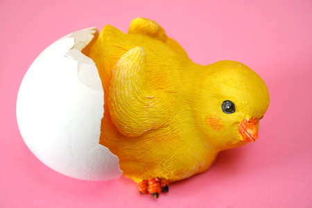 \r\na  chick coming out of an egg shell with a pink background.の写真素材