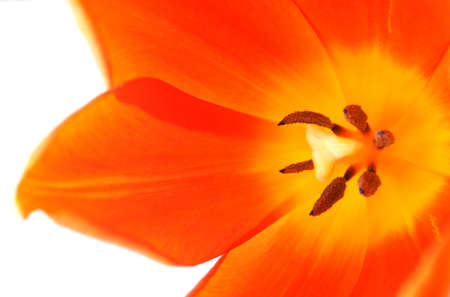 \r\nclose up of an orange tulip on a white background.の写真素材