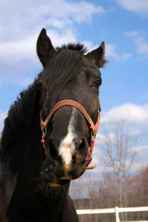 Close up of a beautiful black horse with a great looking blue sky with white clouds in the...