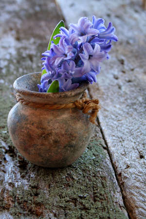 Hyacinth in an old clay vase with waterdrops and on a old piece of wood for a rustic look.の写真素材